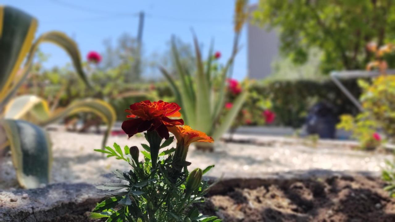 Elina House And Garden Βίλα Νικήτη Εξωτερικό φωτογραφία