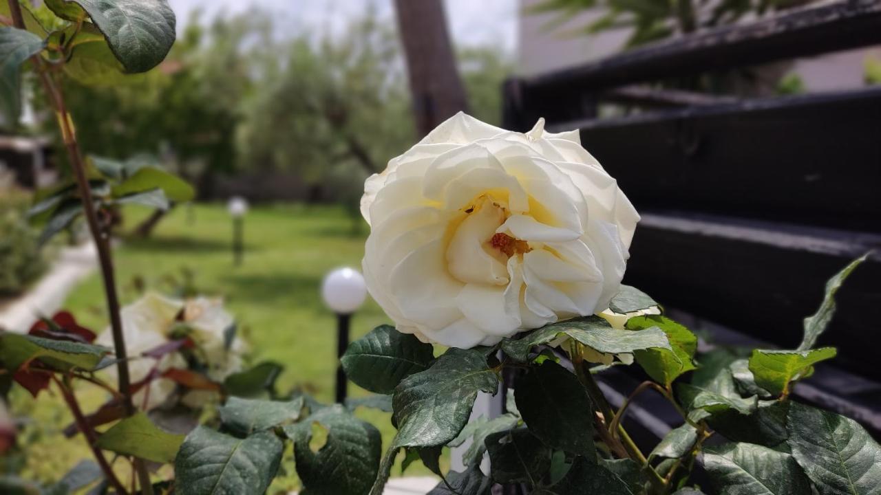 Elina House And Garden Βίλα Νικήτη Εξωτερικό φωτογραφία